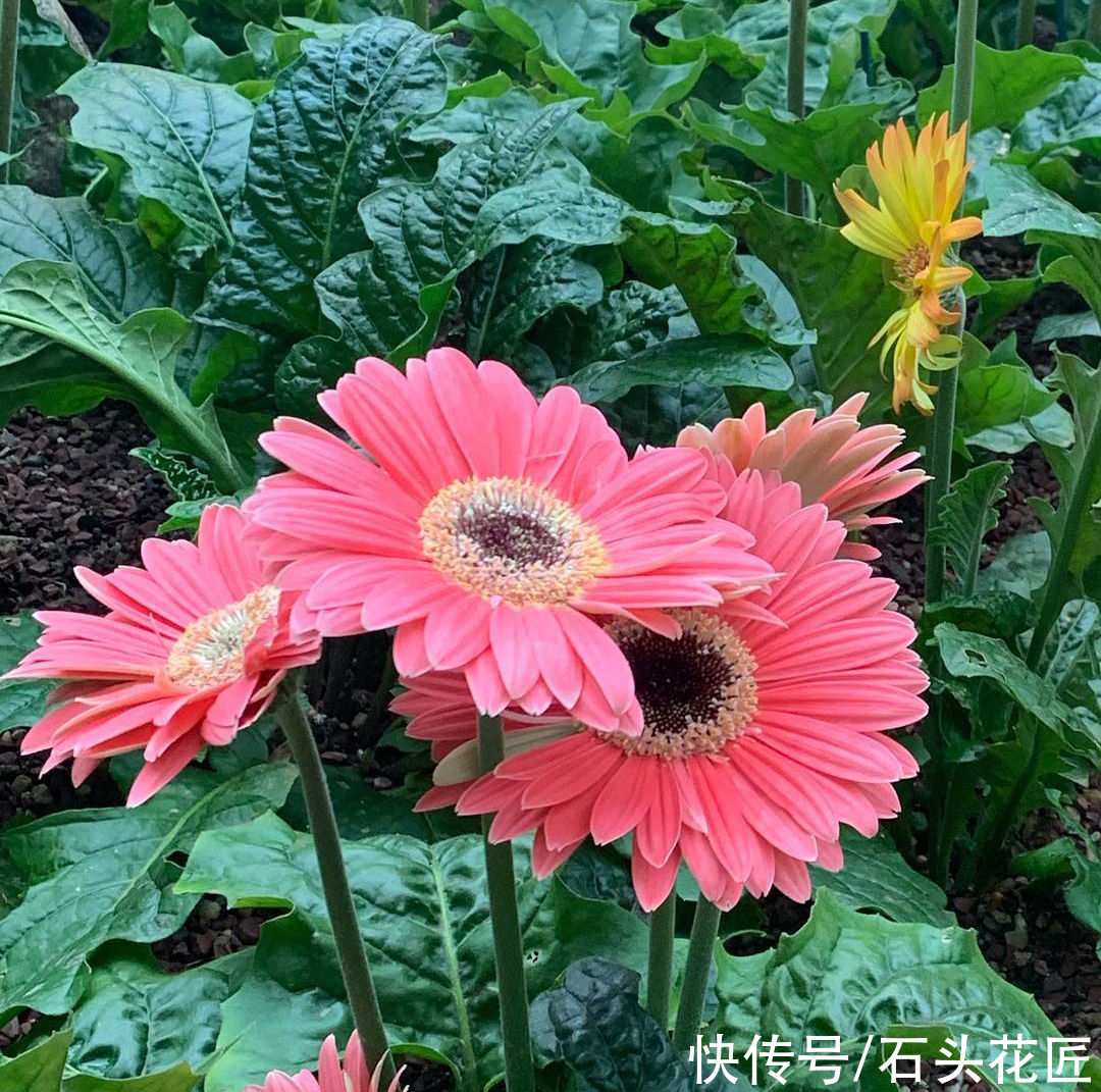 它是“多功能”花卉，可以切花、盆栽、地栽，开花颜值高