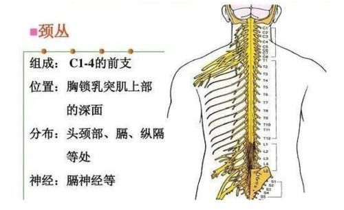 横突|颈椎，为何为“百病之源”！颈椎病分10级，超过2级就要注意了