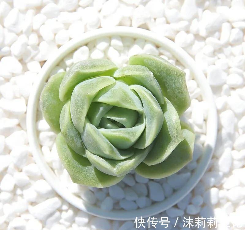 昔日的多肉王,如今已经烂大街,人见人讨厌