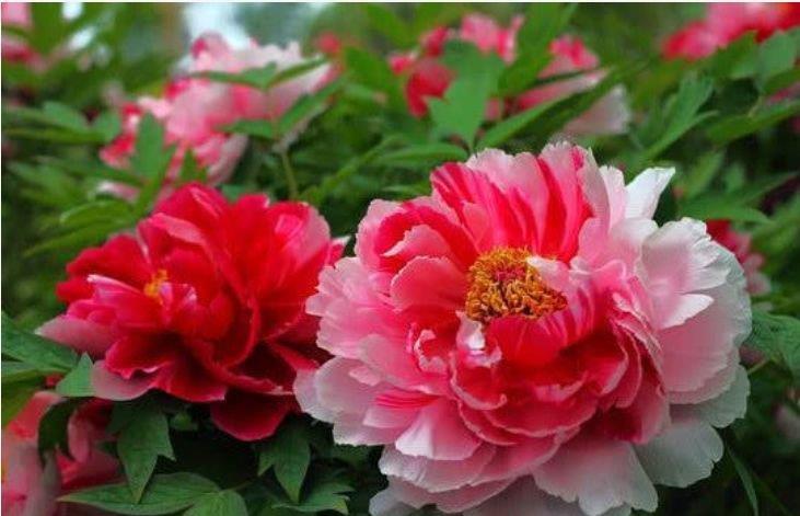 4种花很耐养,沾土就能活,香气袭人,芳香四溢。观赏价值很高