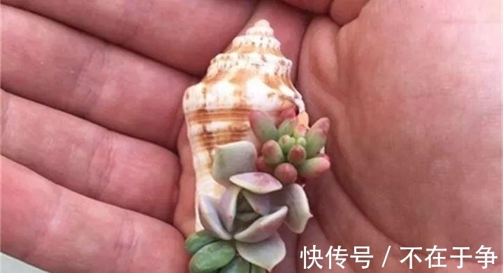 白美人|“拇指大”的花盆,被她塞了几十棵多肉,养一年都不是事!