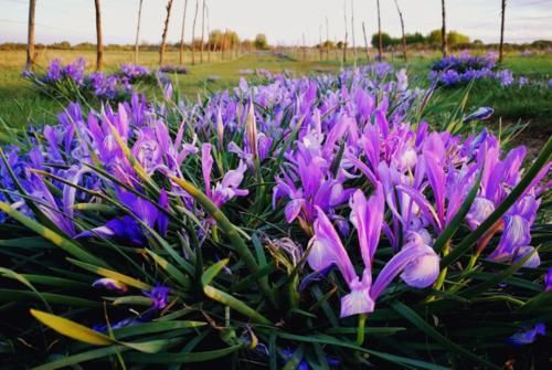“马兰花马兰花，风吹雨打都不怕”，童谣马兰花究竟是什么花？