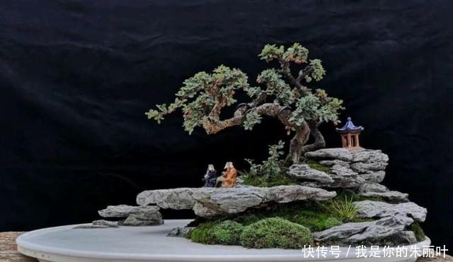 养花|大爷用石头、盘子来养花,布局造景,这就是山水盆景的魅力!