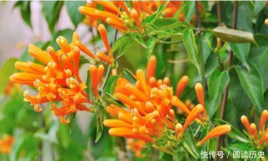 颜值超高的花卉,一年四季花开不停,阳台开成花海,漂亮好养