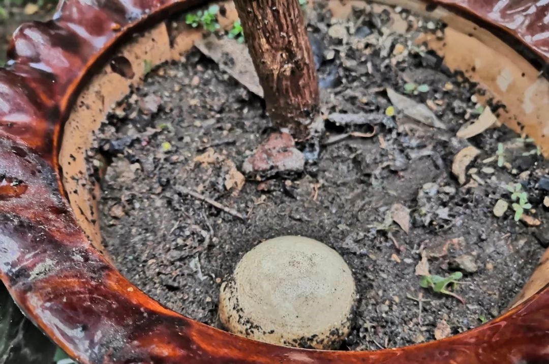 花养成光杆司令,别扔了、还有救,3天起死回生!