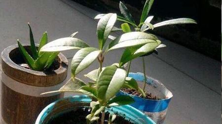 种桂花，不花1分钱，“掐”根枝条插盆里，来年桂花香满屋