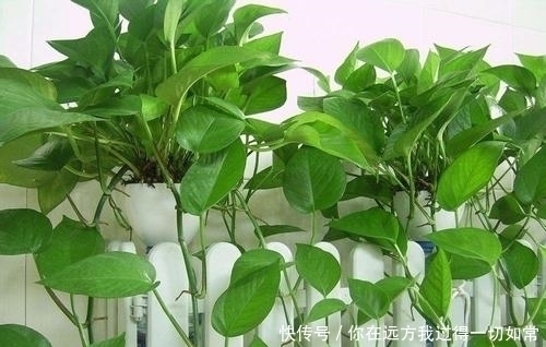 绿萝|5种耐阴花，家里采光不好也能养，叶油绿生长旺，值得拥有！