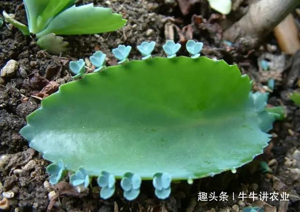 不死鸟|被称为''不死鸟''的植物,目前价值很高,如果你家乡有,请爱惜它