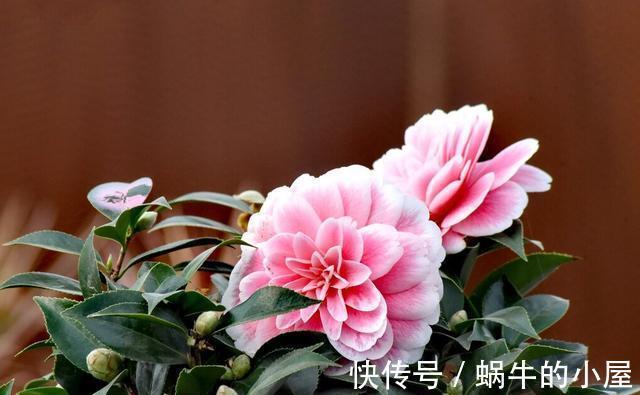 花期|盆栽茶花老是养不好,选择品种有技巧,试试以下经典的茶花品种