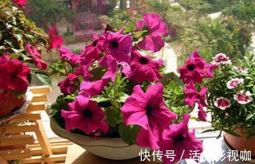 地方|家里2个地方，千万别养花，养了也搬走，可不能忽视！