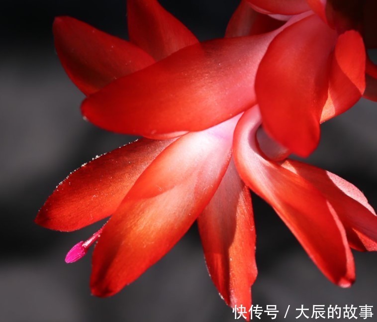 蟹爪兰|这两种花夏季千万不要购买回家,入夏就会休眠,非常难养活