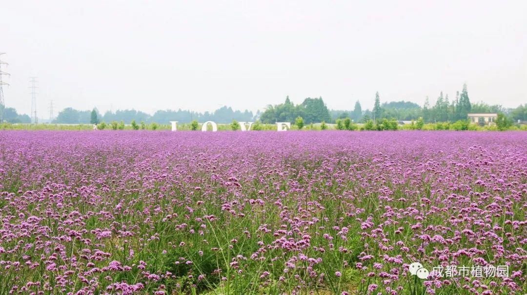 花花花花花~且看公园城市的“花月令”