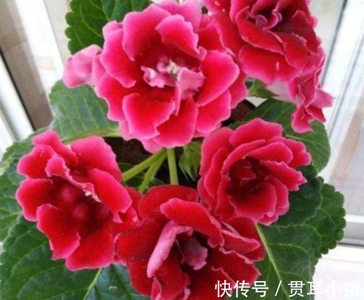 养花就养4种花,家里养一盆,花大色艳真漂亮,谁养谁上瘾