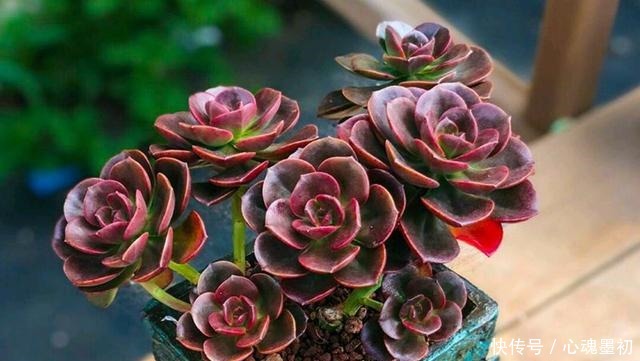 深色系的冷门多肉植物巧克力方砖,养出状态其实挺好看!