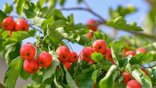 小金库|胰岛素“小金库”公布,并不是苦瓜,可劲吃,糖尿病或退避三舍