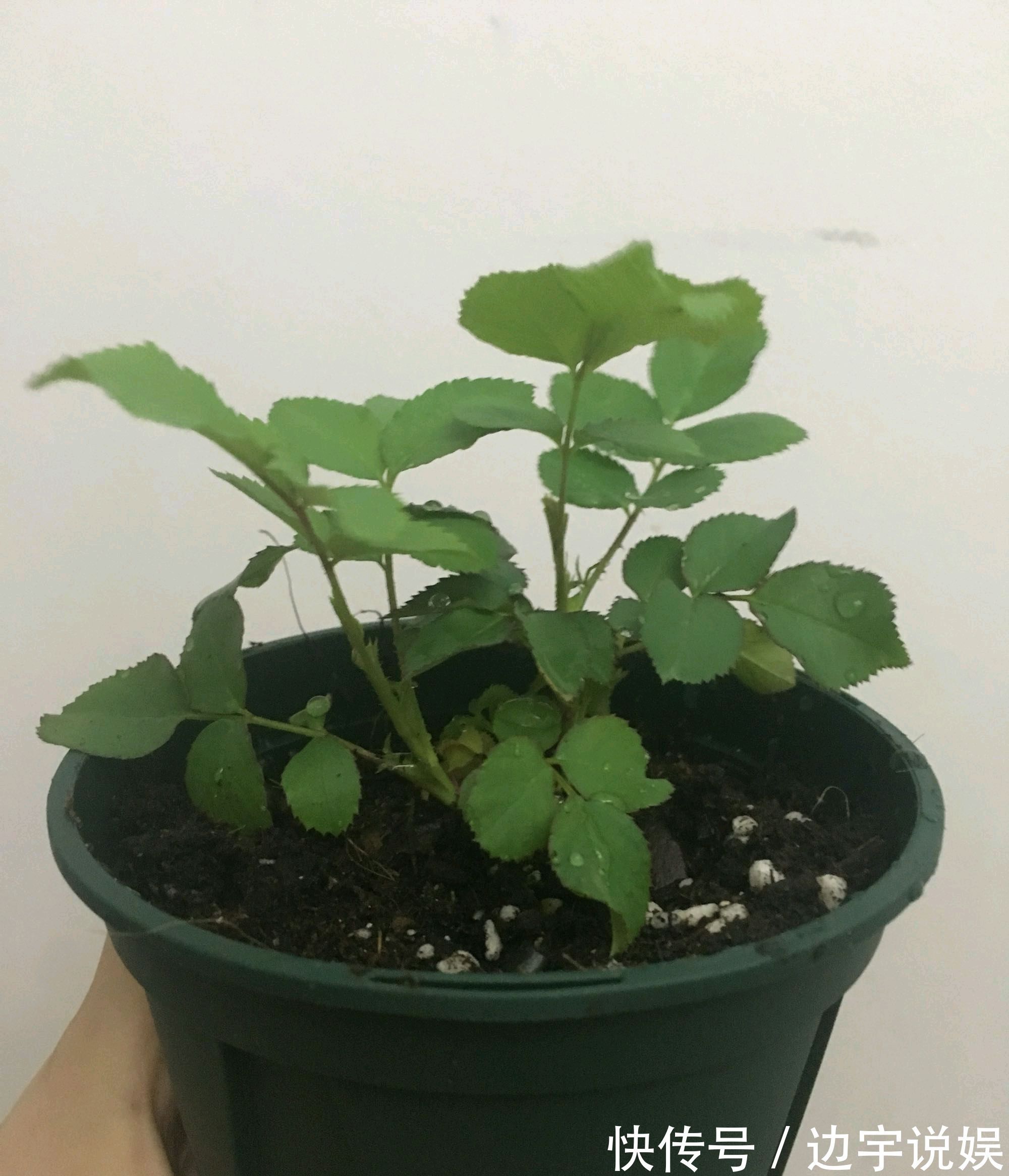 月季胭脂扣开花美似蔷薇，做到5点，开花爆盆成瀑布，眼馋得很