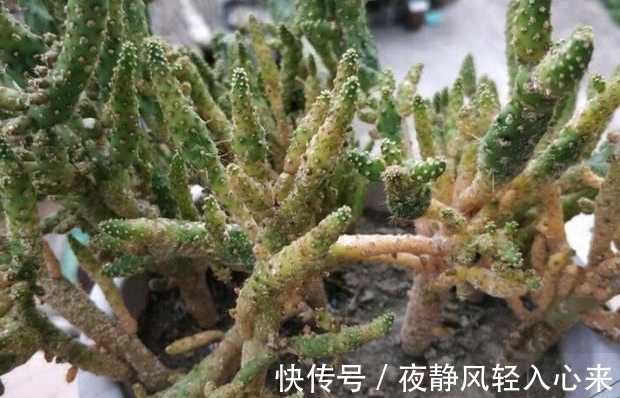 我养多肉以来见过的蚧壳虫最多的一次，吃饭的时候看要慎重