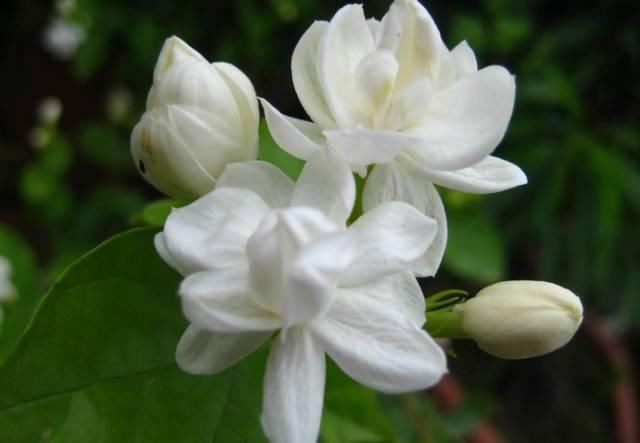 送给那些养花，却总是把花养死的人