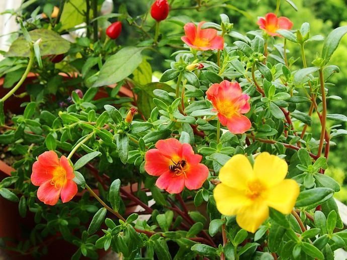 夏天养花就养它们,不怕热不怕晒,生长超好