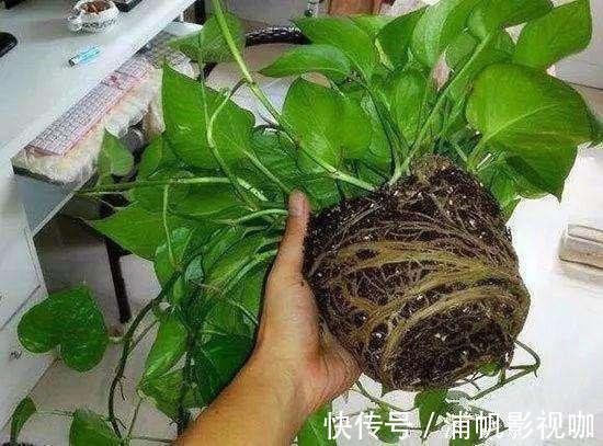 养绿萝，用“1块饼”，往盆里埋“1个”，土壤肥沃，7天发新芽