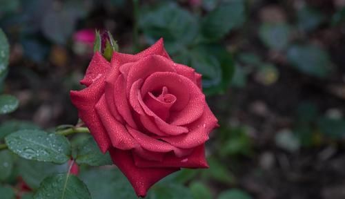 吃穿无所谓，但喜欢用化妆品的中年女人，是怎么想的？