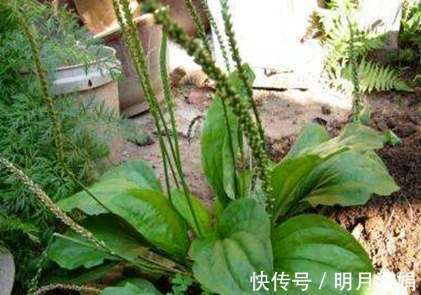 提高免疫力|车前草在农村到处都有,可惜它的这些养生妙用很多人不知道