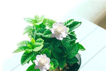 修剪工作不能等,这几种花立秋就修剪,开花更多生长旺