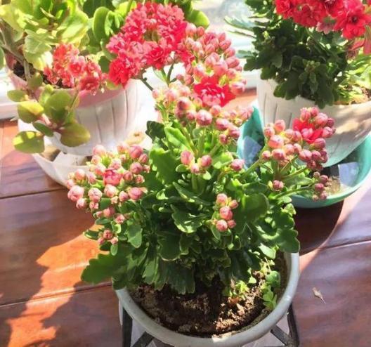 盆栽养殖长寿花，花谢就修剪、施肥，等一个月又能催花了