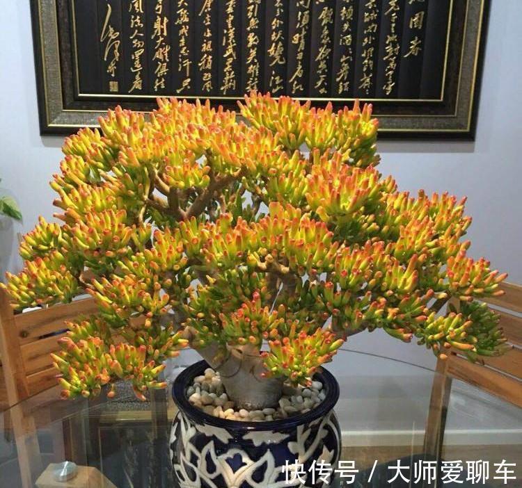 净化|公认的6种吉祥花,株型奇特寓意好,还能吸废气,大人孩子都喜欢