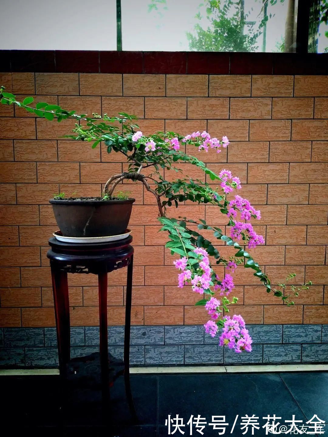 农村当柴烧的花,原来可以当盆景,给一千块也不卖