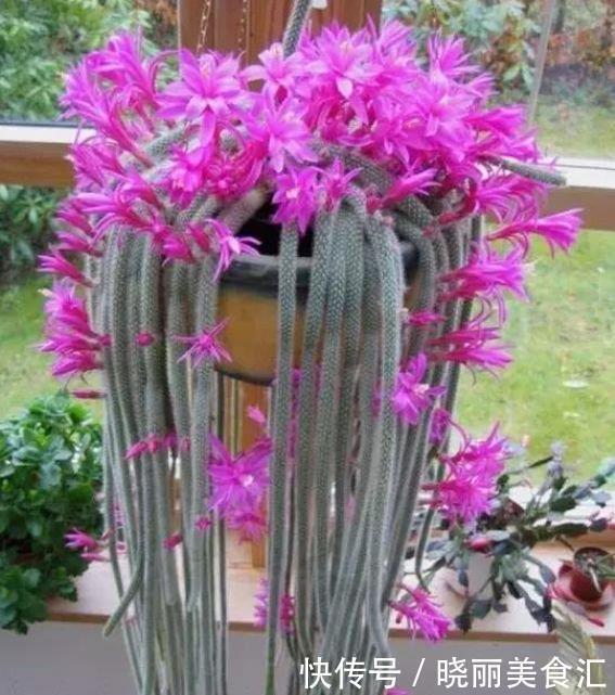 植株|4种花养了就爆盆,好养易活开花漂亮,越养越喜欢