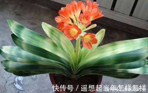 烂根|君子兰烂根了先别扔,老花友教你几招轻松救活,而且还能爆盆开花