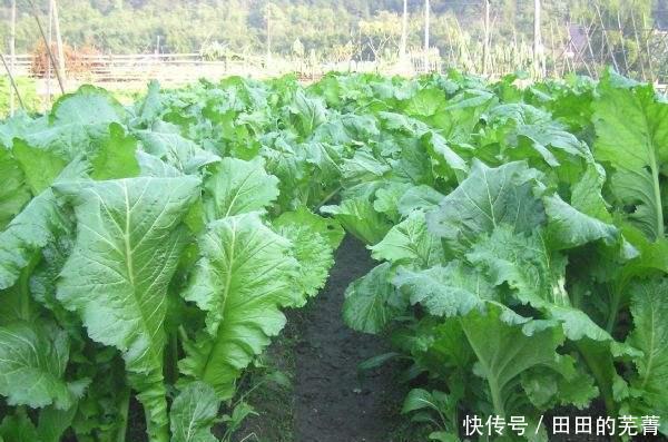 青菜还|有一种菜，霜打过后才好吃，农村特别多，但菜市场却很少，了解下