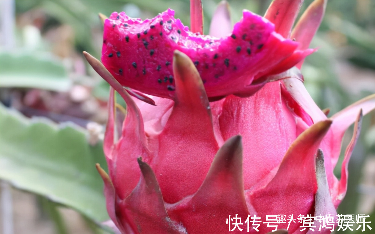 含有|想长寿要会吃,3种食物坚持吃,活血益气,有益健康,身体不老