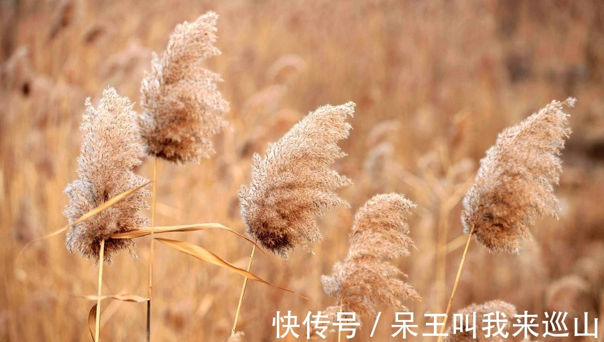 读书人!早冬芦花古诗三首:芦花装被暖,枫叶受霜干