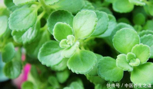 这几种花自带香气，放在家里散出香味，不腻沁人心脾！