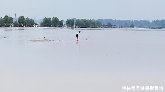 黄辣丁|黄河水位大降，钓鱼人探钓黄河滩，“野货”真不少