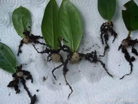 趁这个秋天,在家扦插6种花,一插就能活,一活就爆盆