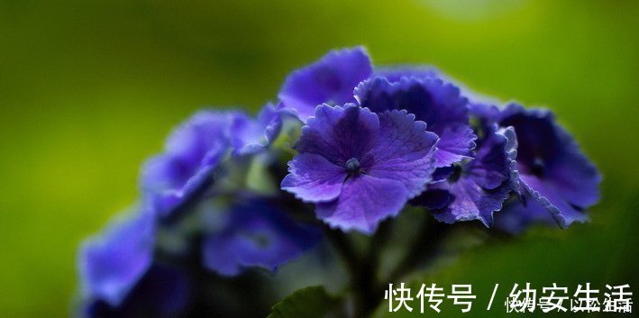 这4种花的花期”超长“,而且开花还勤,非常好养