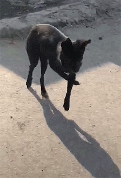 |搞笑GIF:铲屎的赶紧把我放了,否则我拆了你的后备箱