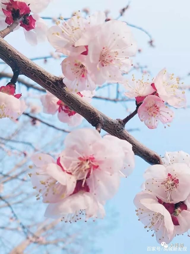 禹城：杏花枝头春意闹