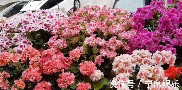 德利|1种花“人人爱”,耐旱好养,新手也能花开成球,一开300天!