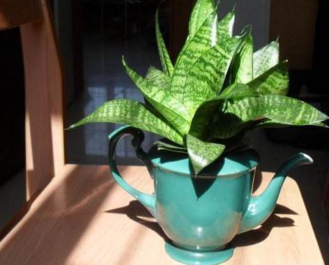 室内这“3处”别养花,不见叶、不开花,摆一盆“死”一盆