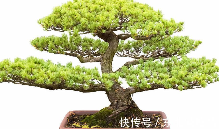 盆景|五针松盆景后期究竟如何养护最好,以下四点你可能遗漏