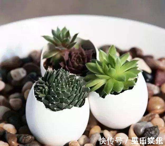 花盆别买了,家里找一找就有,不要的牛仔裤也能当花盆养花