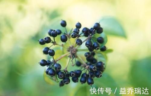 中医|一味中药分三种,一种祛风湿强筋骨,一种健脾、肺、肾,一种有毒