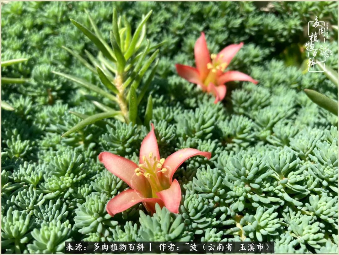多肉|遇见即美，花事未荼蘼！种一桌子多肉，看花开花落！