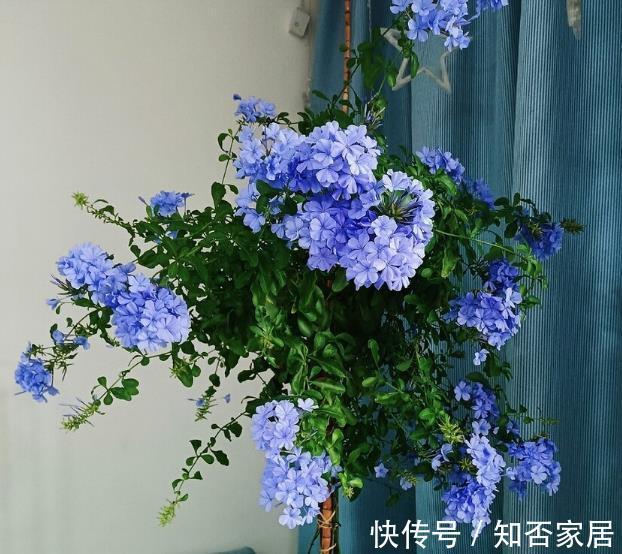 知晓|家里光照不足，四种花很难开花，养护要知晓