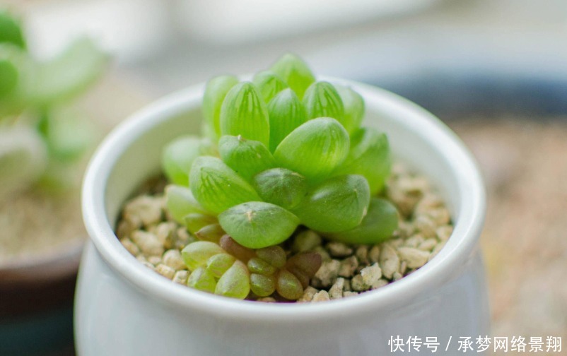 养多肉土壤怎么配?酸碱度应放在第一位,多肉轻松变得胖乎乎