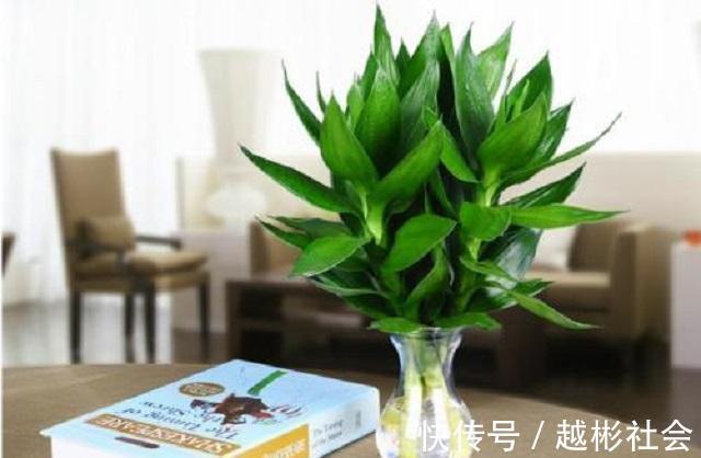 此竹最适合栽种在家，是顶级观赏盆景，做好3点，让它轻松长茁壮